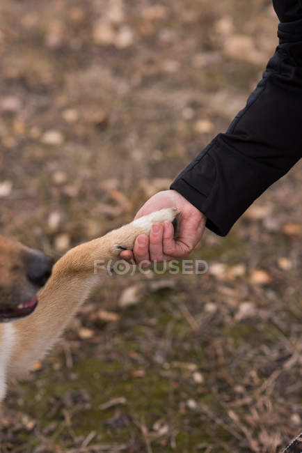 Primo piano dell'uomo che stringe la mano al suo cane — Foto stock