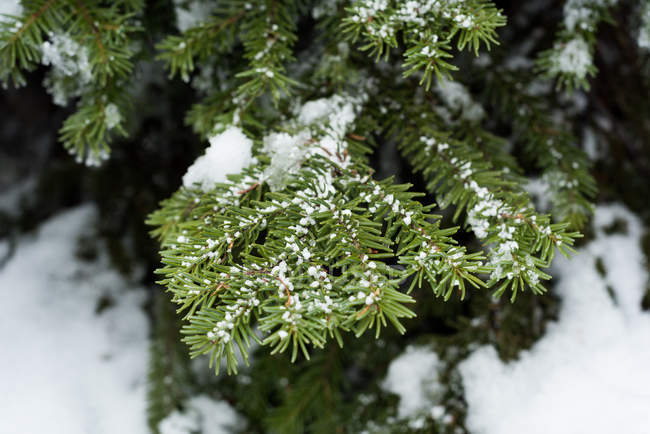 Primer plano de las hojas de pino cubiertas de nieve durante el invierno - foto de stock