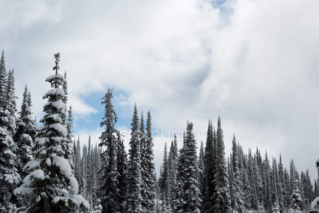 Сосна вкрита снігом взимку — стокове фото