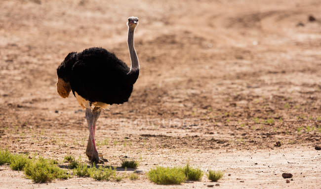 Avestruz em pé em uma terra empoeirada em um dia ensolarado — Fotografia de Stock