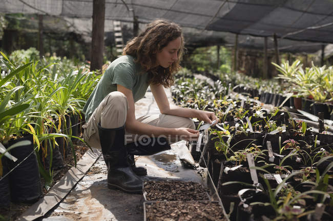 Femmina contadina guardando pianta tag in serra — Foto stock