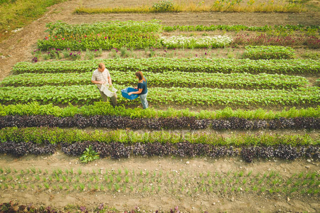 Casal de agricultores arrancando plantas frescas cultivadas em uma fazenda em um dia ensolarado — Fotografia de Stock