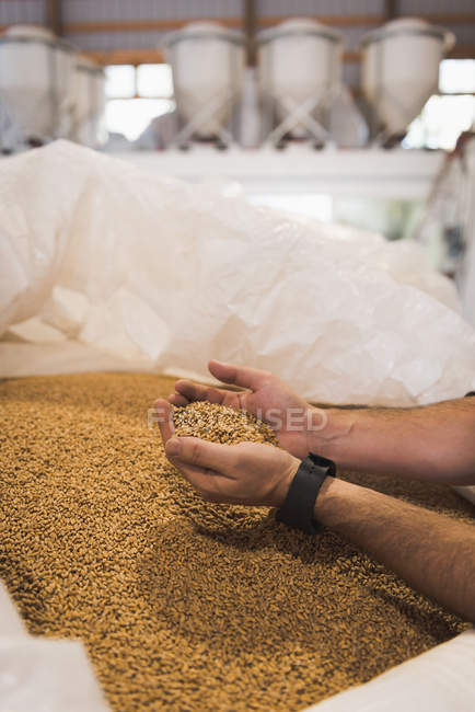 Человек осматривает зерно в мешке на заводе — стоковое фото