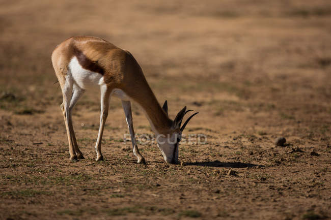 Cervo selvatico al pascolo in una terra arida in una giornata di sole — Foto stock