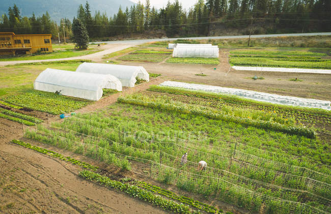 Ariel von Mischkultur Plantage in einem Bauernhof — Stockfoto