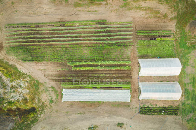 Plantas cultivadas sob estufa coberta de plástico em um campo em um dia ensolarado — Fotografia de Stock