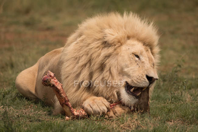 focused_209291072-stock-photo-lion-eating-meat-safari-park.jpg