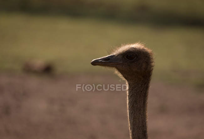 Primer plano del avestruz en el parque safari - foto de stock