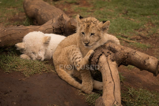 Dois filhotes de leão relaxando no parque de safári em um dia ensolarado — Fotografia de Stock