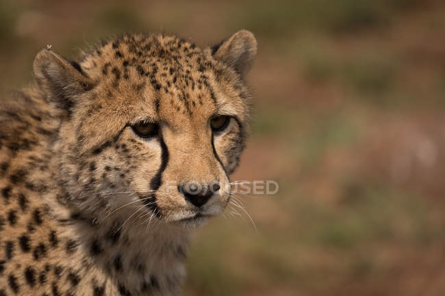 Close-up of cheetah at safari park on a sunny day — Stock Photo