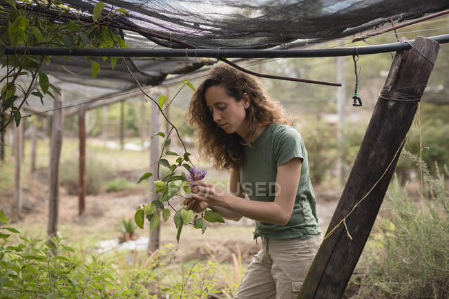 Жіночий фермер перевірка квітки в зелений будинок — стокове фото