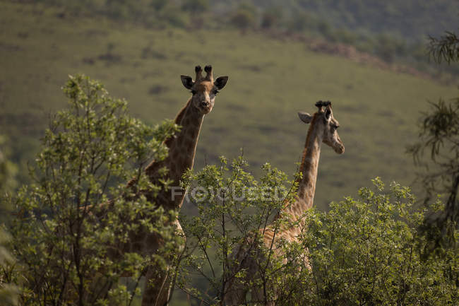 Two giraffes in safari park on a sunny day — Stock Photo