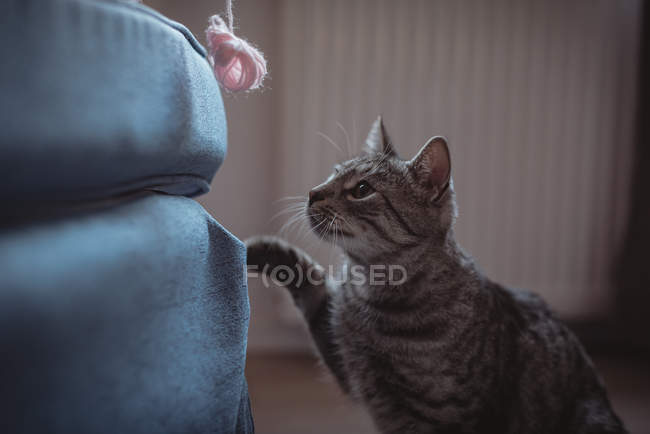 Любопытный домашний кот смотрит на комок шерсти дома — стоковое фото