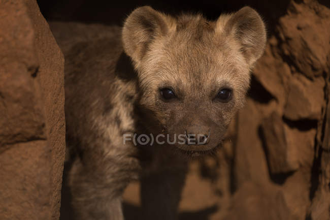 Primer plano de la hiena bebé en el parque safari - foto de stock