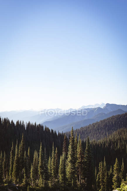 Днем над пышной зеленой горой покрыто хвойное дерево — стоковое фото
