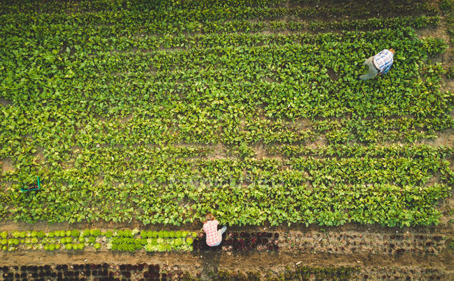 Vista superior del agricultor arrancando plantas frescas cultivadas en una granja - foto de stock
