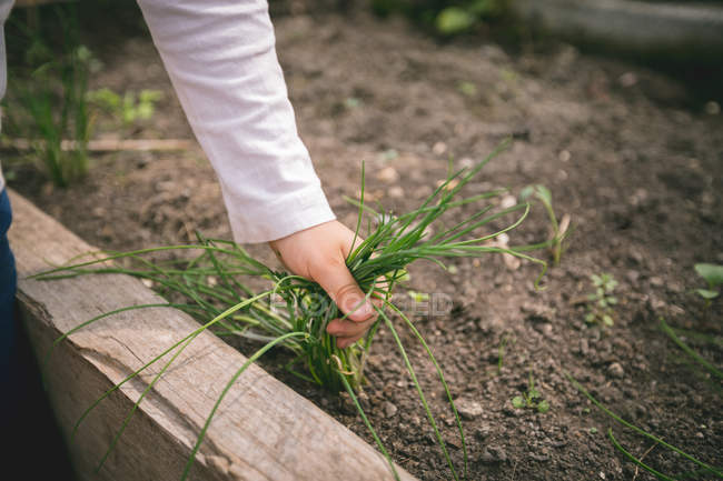 Primer plano del niño tirando hierba hierba en invernadero - foto de stock