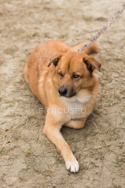 Cute dog sitting on the ground silently — Stock Photo