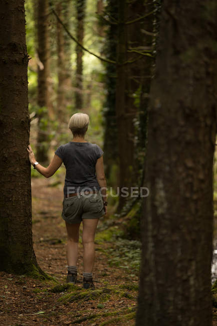 Visão traseira da mulher em pé na floresta — Fotografia de Stock
