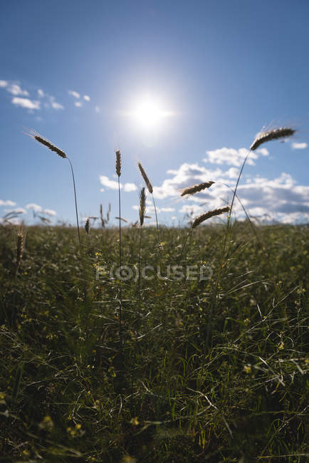 Зелене поле в сільській місцевості — стокове фото