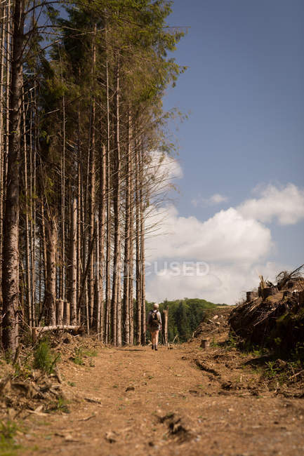 Vue arrière de la femme marchant dans la forêt par une journée ensoleillée — Photo de stock