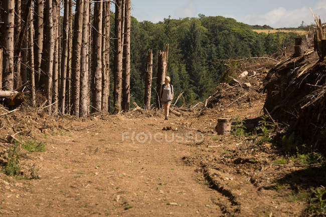 Жінка ходить в лісі в сонячний день — стокове фото