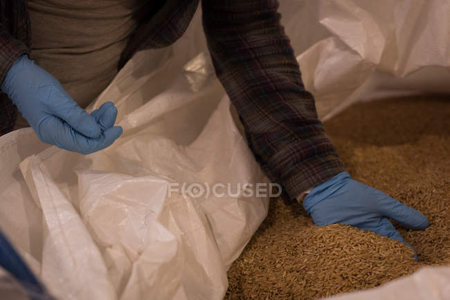 Средняя часть работницы проверяет зерно на складе — стоковое фото
