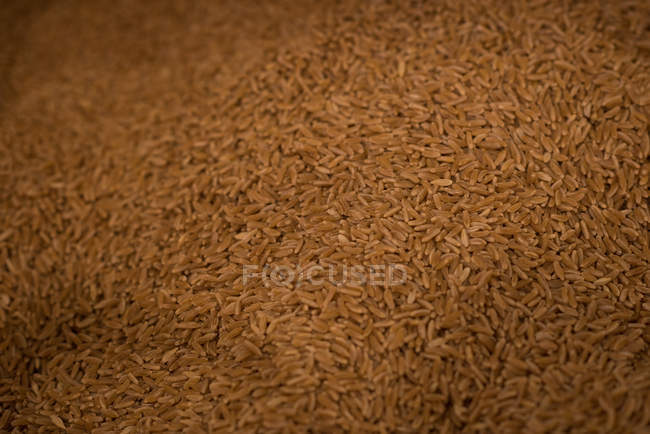 Крупный план зерновых на зернохранилище — стоковое фото