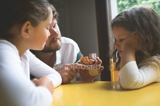 Padre explicando a sus hijas sobre el modelo de feto en casa - foto de stock