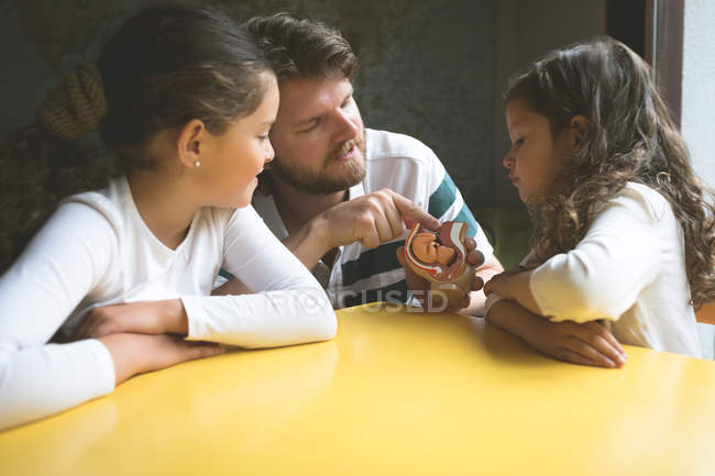 Vater erklärt seinen Töchtern das Fötus-Modell zu Hause — Stockfoto