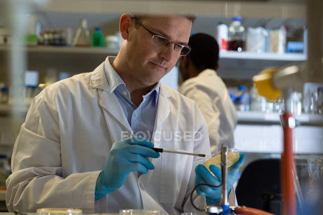 Científico masculino atento experimentando en laboratorio - foto de stock
