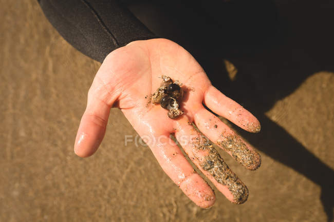 Close-up of mans hand holding seashell on the beach — Stock Photo