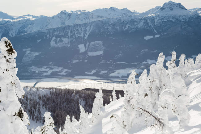 Снігові покриті дерева взимку — стокове фото