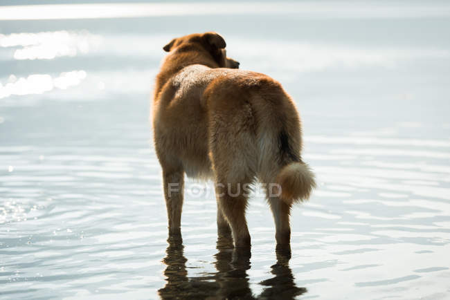 Собака стоїть біля берега річки в сонячний день — стокове фото
