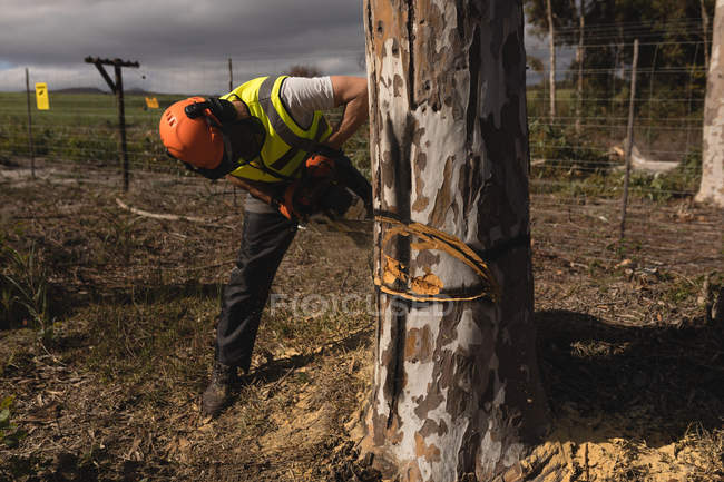 Lumberjack árvore de corte na floresta no campo — Fotografia de Stock