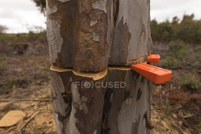 Primo piano del tronco d'albero mezzo tagliato nella foresta — Foto stock