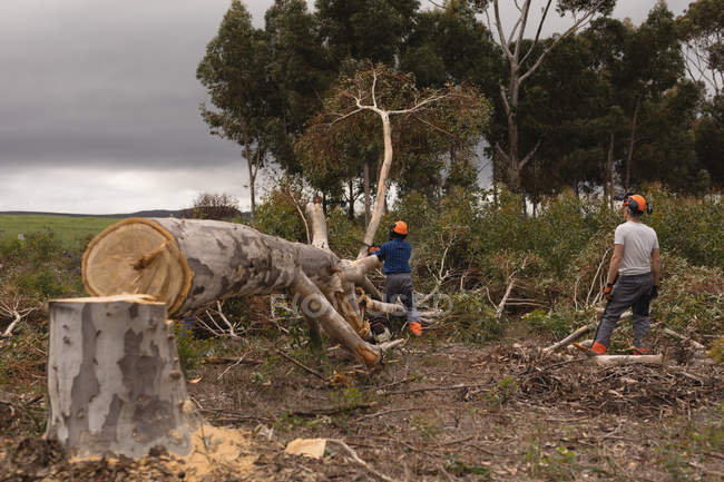 Rückansicht von zwei Holzfällern, die im Wald Bäume fällen — Stockfoto