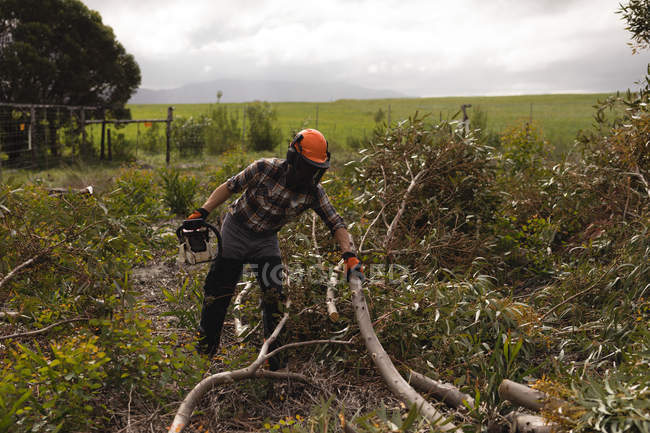 Lumberjack cutting dead tree in forest — Stock Photo