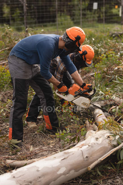 Dos leñadores con motosierra cortando árboles caídos en el bosque - foto de stock
