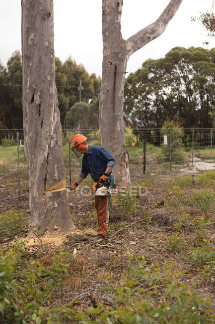 Вид сбоку на лумберджек, проверяющий ствол дерева в лесу — стоковое фото