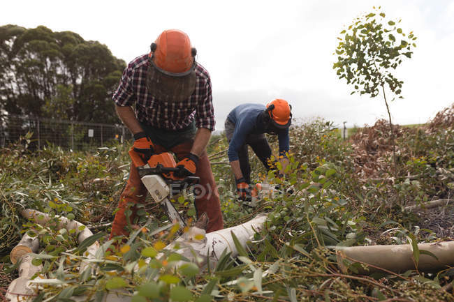 Dois lenhadores com motosserra cortando árvore morta na floresta — Fotografia de Stock