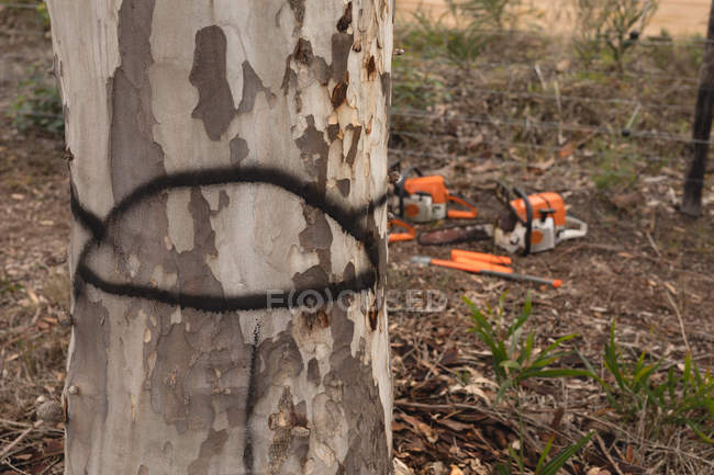 Ferramentas de lenhador que organizam na floresta no campo — Fotografia de Stock