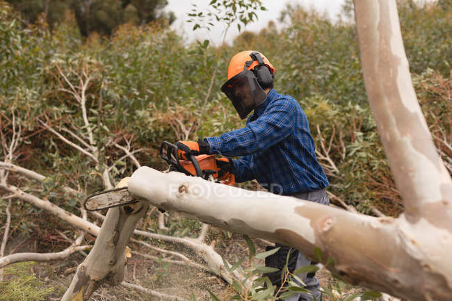 Madera cortando árboles caídos en el bosque en el campo - foto de stock