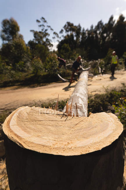 Крупним планом дерев'яний пень і опале дерево в лісі — стокове фото