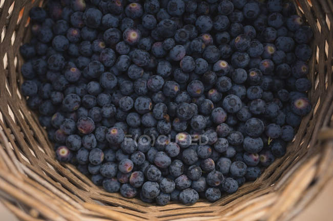 Close-up de mirtilos em cesta na fazenda de mirtilos — Fotografia de Stock