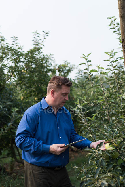 Homme avec tablette numérique examinant des plantes en serre — Photo de stock