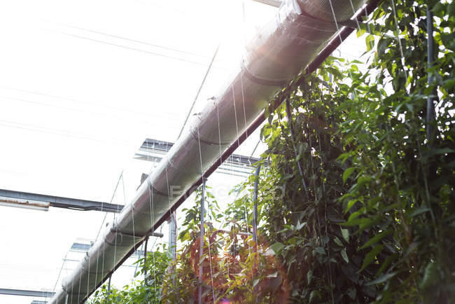 Close-up of plants hanging in greenhouse with backlit — Stock Photo