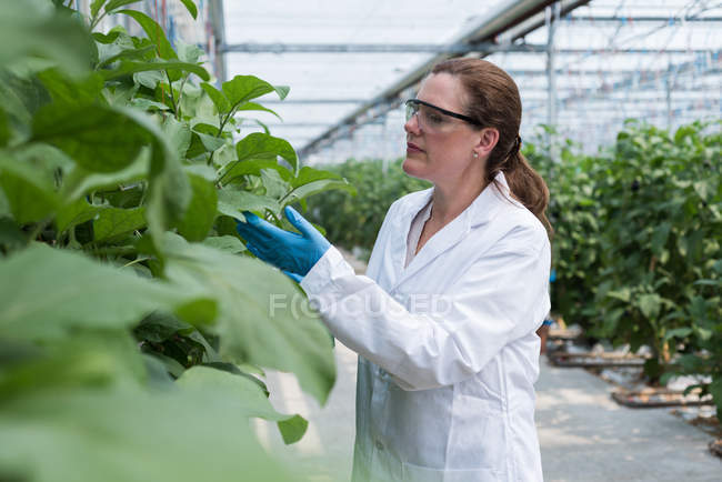 Cientista fêmea verificando plantas em estufa — Fotografia de Stock