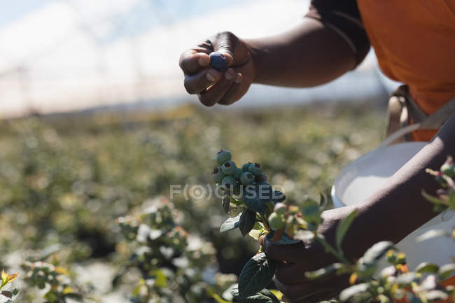 Mid section of worker picking blueberries in blueberry farm — Stock Photo