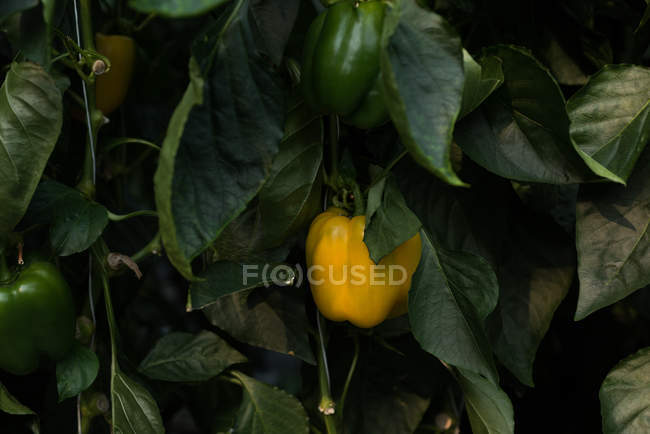 Ripe yellow bell pepper hanging on plants in greenhouse — Stock Photo